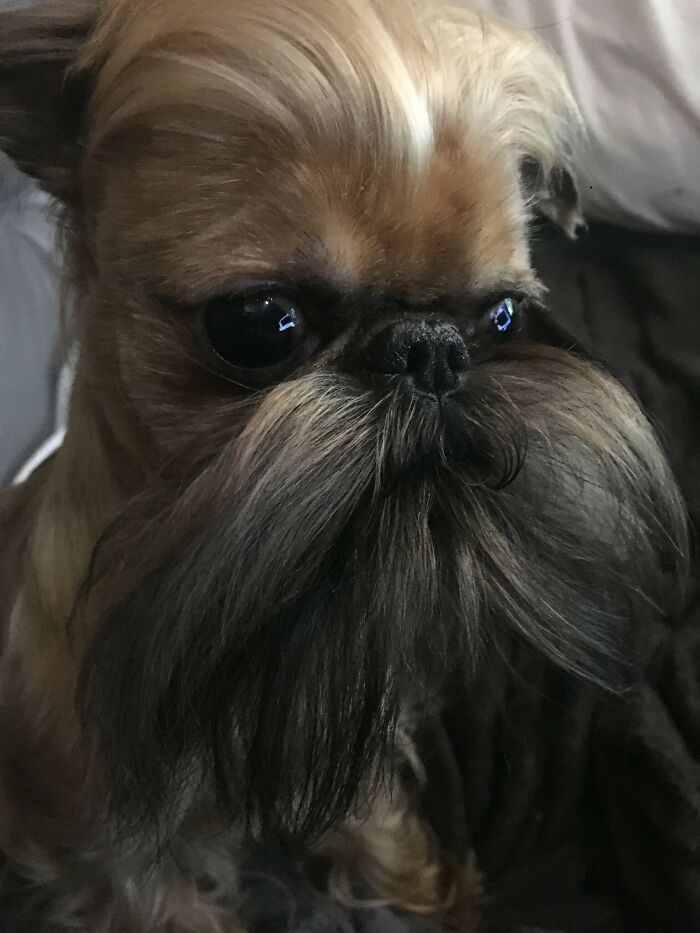 30 Times People Took Their Dogs To The Groomers And What They Got Back Was Hilarious 