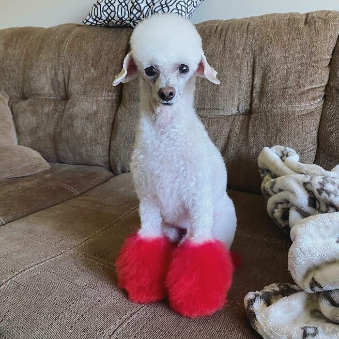 30 Times People Took Their Dogs To The Groomers And What They Got Back Was Hilarious 