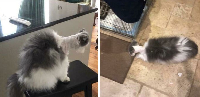 30 Times People Took Their Dogs To The Groomers And What They Got Back Was Hilarious 