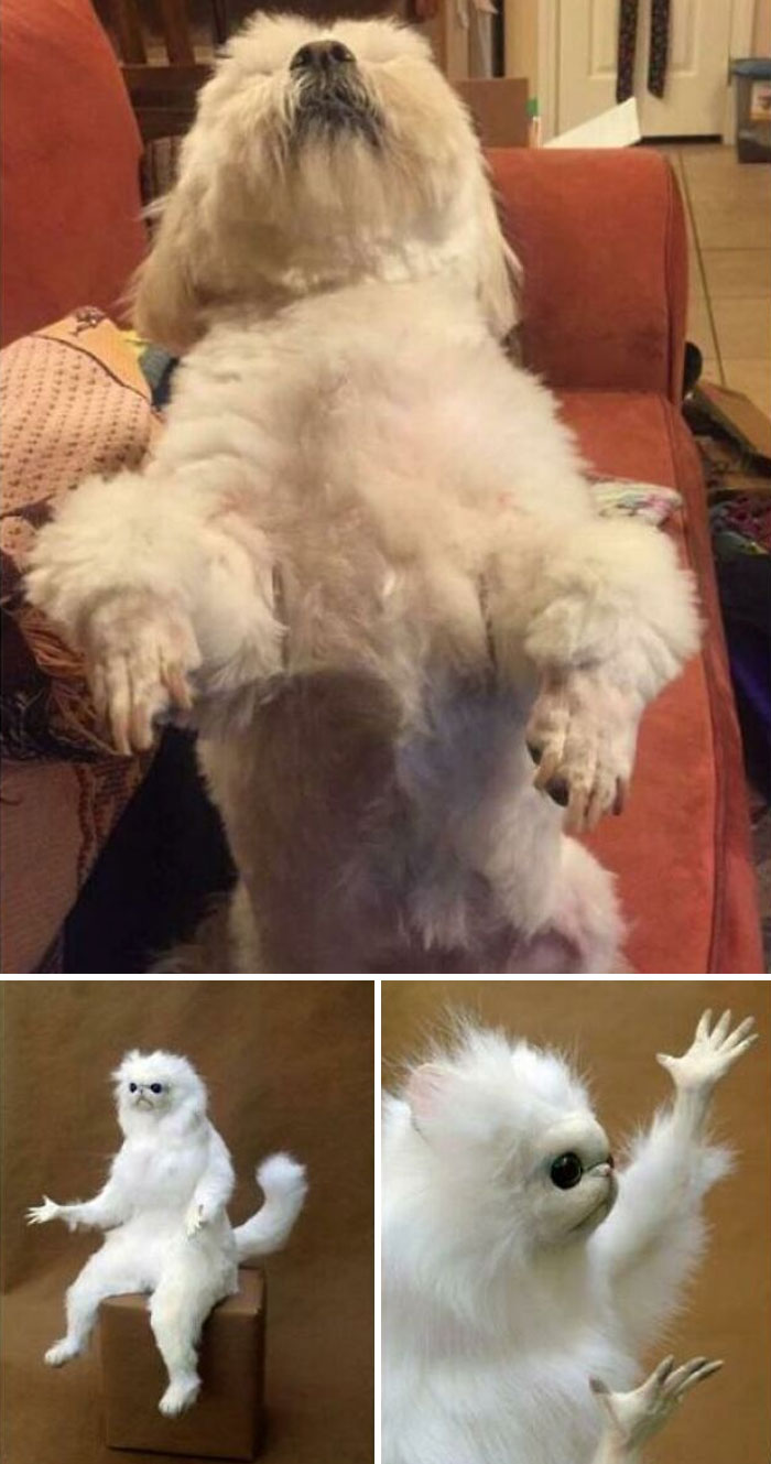 30 Times People Took Their Dogs To The Groomers And What They Got Back Was Hilarious 