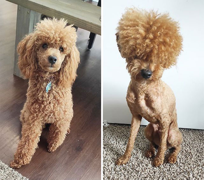 30 Times People Took Their Dogs To The Groomers And What They Got Back Was Hilarious 