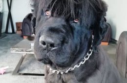 30 Times People Took Their Dogs To The Groomers And What They Got Back Was Hilarious