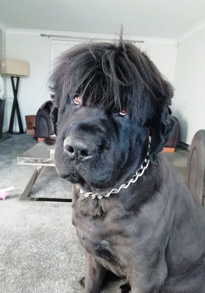 30 Times People Took Their Dogs To The Groomers And What They Got Back Was Hilarious 
