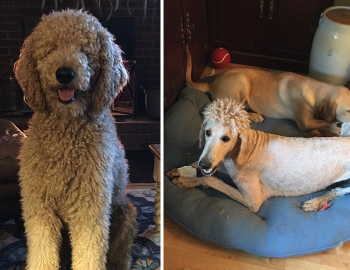 30 Times People Took Their Dogs To The Groomers And What They Got Back Was Hilarious 