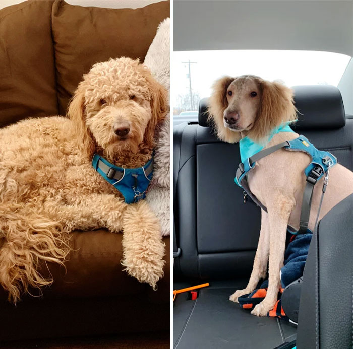 30 Times People Took Their Dogs To The Groomers And What They Got Back Was Hilarious 