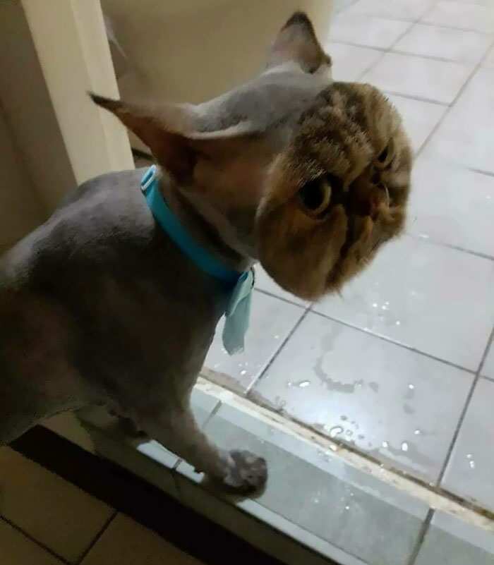30 Times People Took Their Dogs To The Groomers And What They Got Back Was Hilarious 