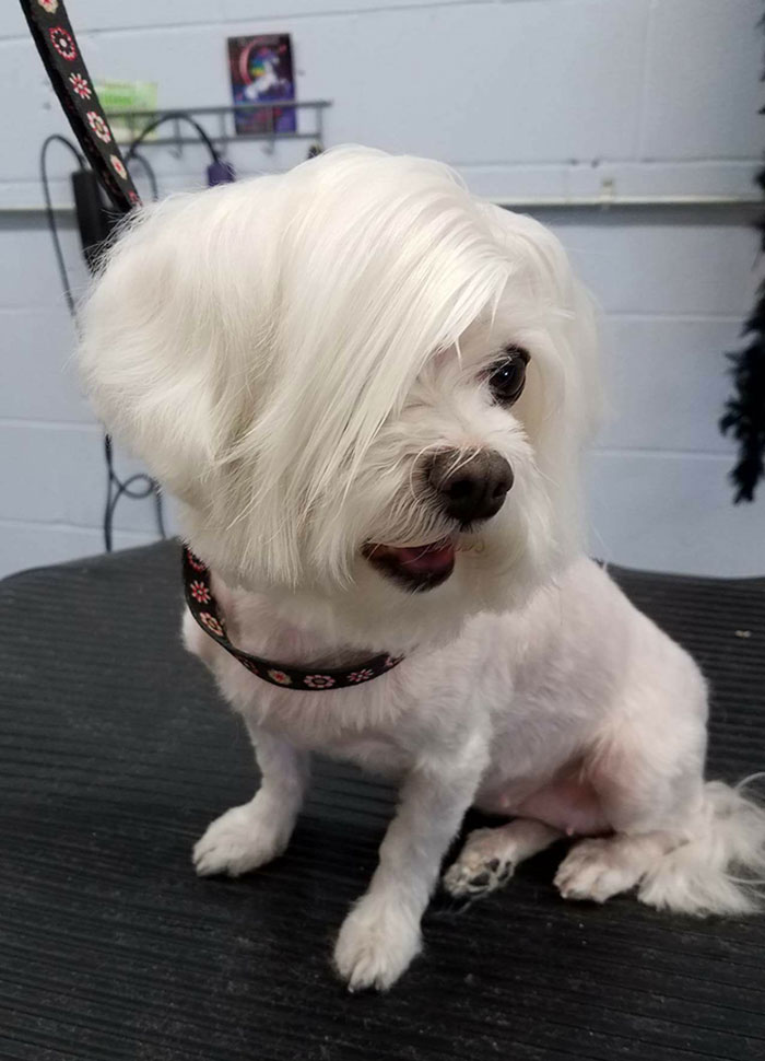 30 Times People Took Their Dogs To The Groomers And What They Got Back Was Hilarious 