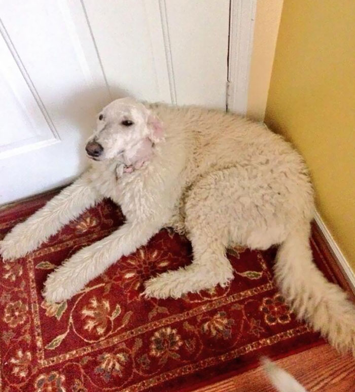 30 Times People Took Their Dogs To The Groomers And What They Got Back Was Hilarious 