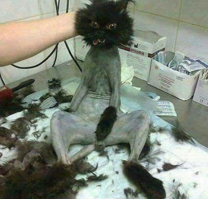 30 Times People Took Their Dogs To The Groomers And What They Got Back Was Hilarious 