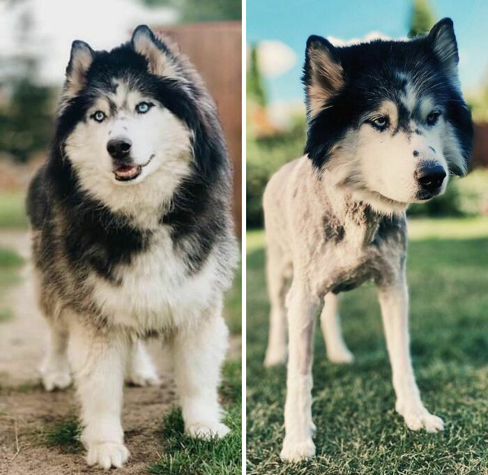 30 Times People Took Their Dogs To The Groomers And What They Got Back Was Hilarious 