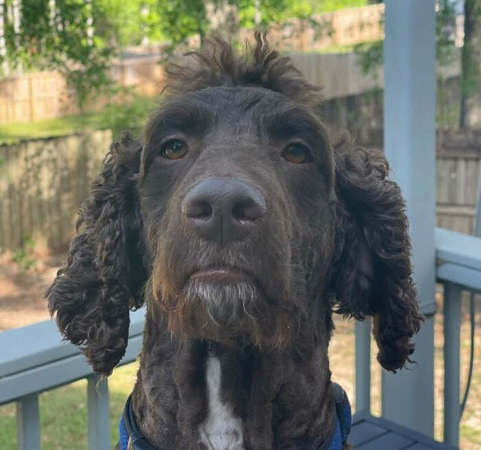 30 Times People Took Their Dogs To The Groomers And What They Got Back Was Hilarious 