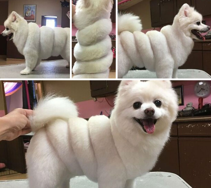 30 Times People Took Their Dogs To The Groomers And What They Got Back Was Hilarious 