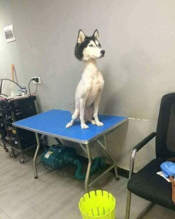 30 Times People Took Their Dogs To The Groomers And What They Got Back Was Hilarious 