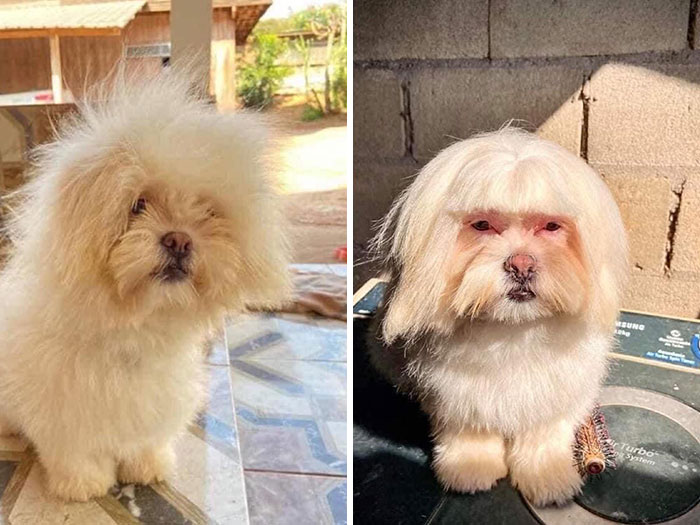 30 Times People Took Their Dogs To The Groomers And What They Got Back Was Hilarious 