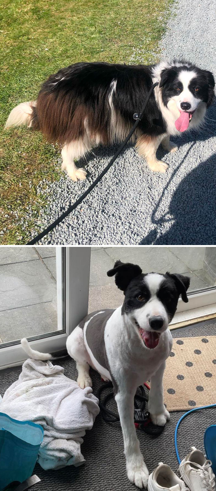 30 Times People Took Their Dogs To The Groomers And What They Got Back Was Hilarious 