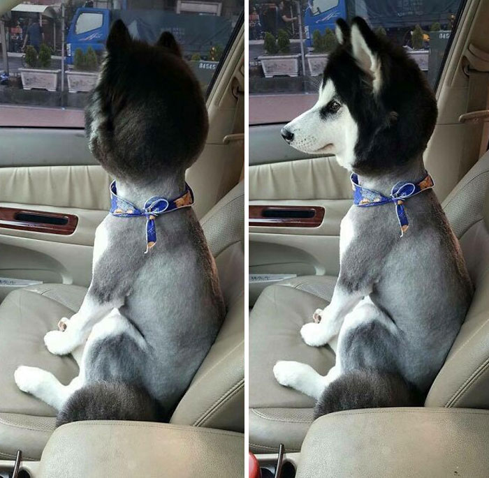 30 Times People Took Their Dogs To The Groomers And What They Got Back Was Hilarious 