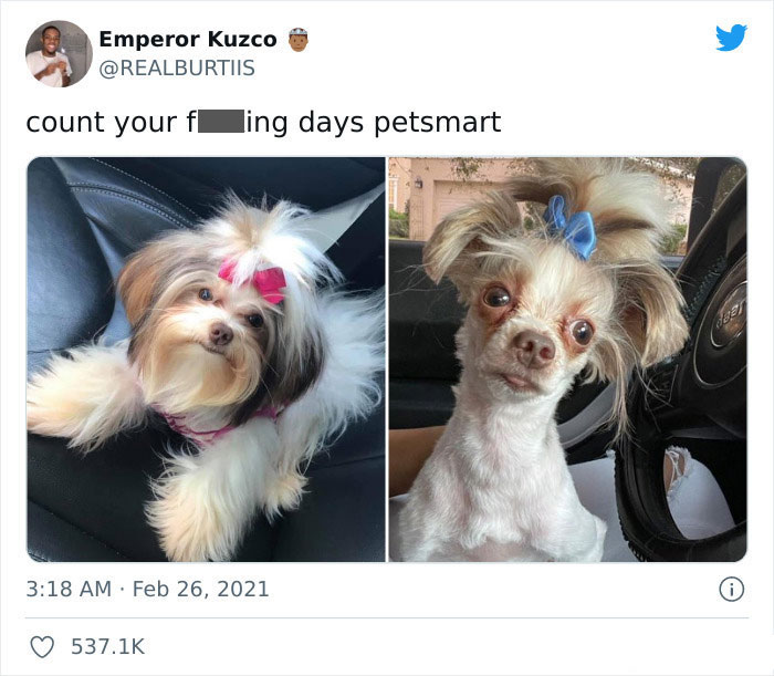30 Times People Took Their Dogs To The Groomers And What They Got Back Was Hilarious 
