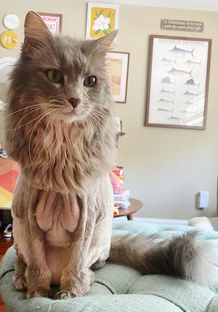 30 Times People Took Their Dogs To The Groomers And What They Got Back Was Hilarious 