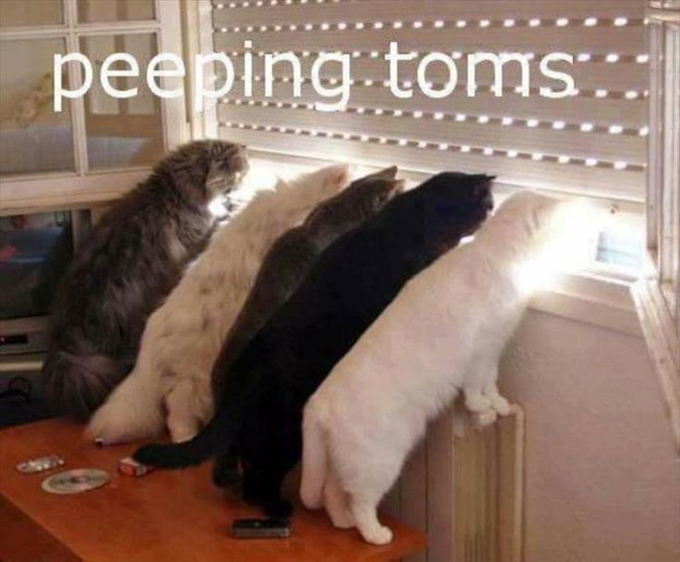 Top 25 Memes About Cats And Dogs You'll Love To Share 2