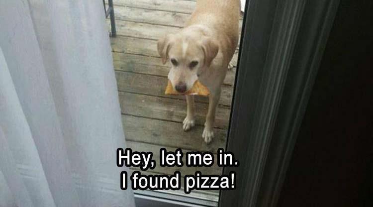 Top 25 Memes About Cats And Dogs You'll Love To Share 5