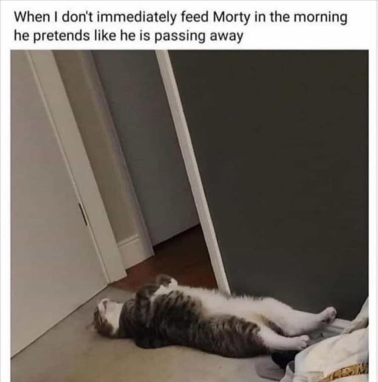 Top 25 Memes About Cats And Dogs You'll Love To Share 6