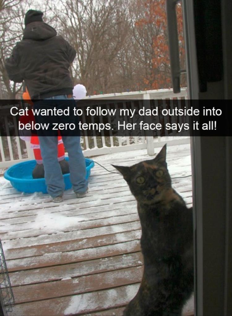 Top 25 Memes About Cats And Dogs You'll Love To Share 7