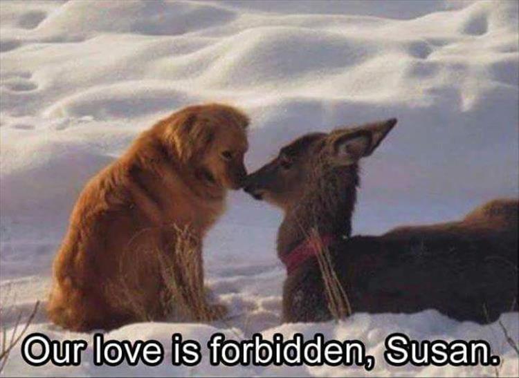 Top 25 Memes About Cats And Dogs You'll Love To Share 8