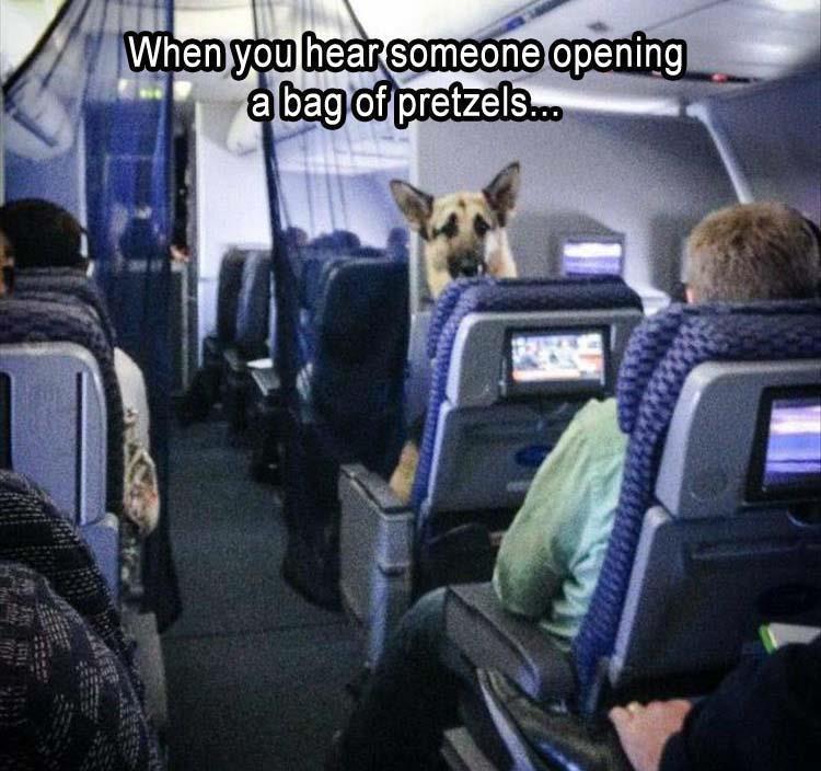Top 25 Memes About Cats And Dogs You'll Love To Share 11