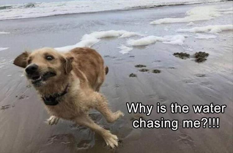 Top 25 Memes About Cats And Dogs You'll Love To Share 12