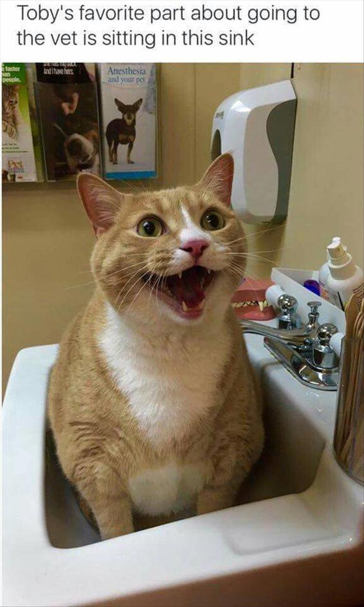 Top 25 Memes About Cats And Dogs You'll Love To Share 13