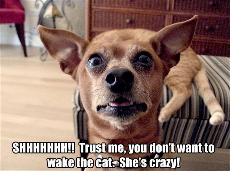 Top 25 Memes About Cats And Dogs You'll Love To Share 14