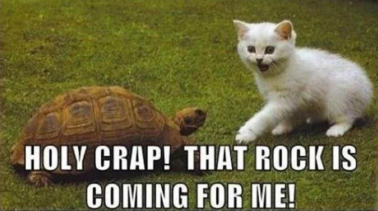 Top 25 Memes About Cats And Dogs You'll Love To Share 15