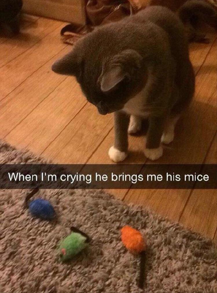 Top 25 Memes About Cats And Dogs You'll Love To Share 17