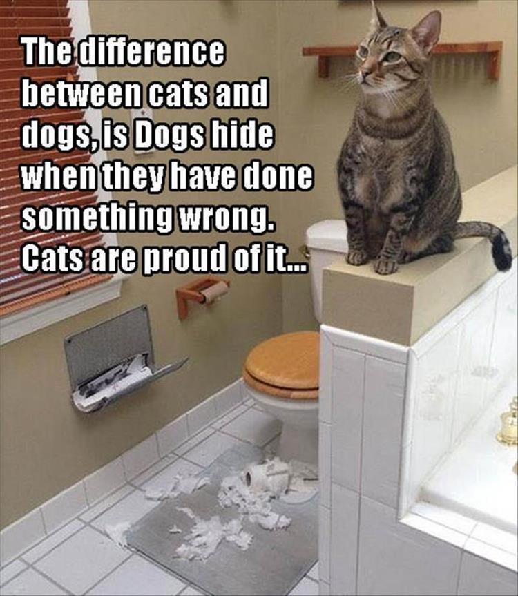 Top 25 Memes About Cats And Dogs You'll Love To Share 18