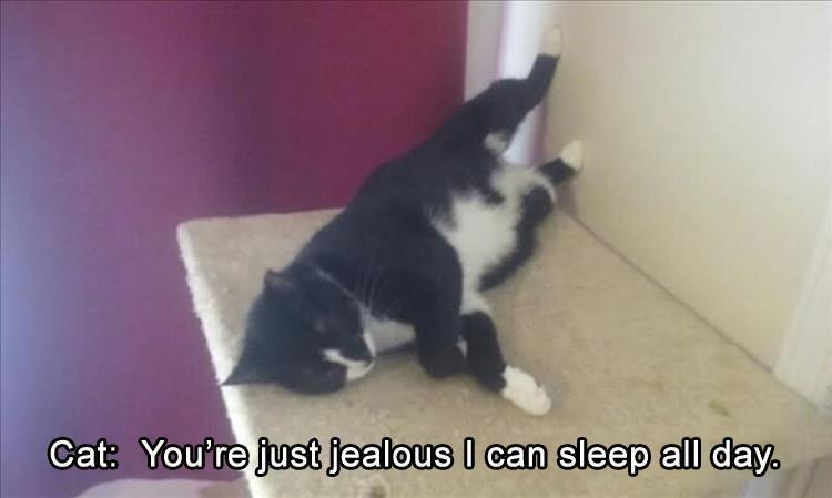 Top 25 Memes About Cats And Dogs You'll Love To Share 19
