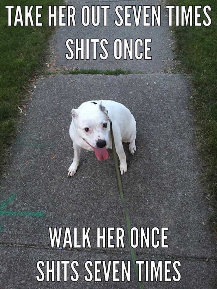 Top 25 Memes About Cats And Dogs You'll Love To Share 21