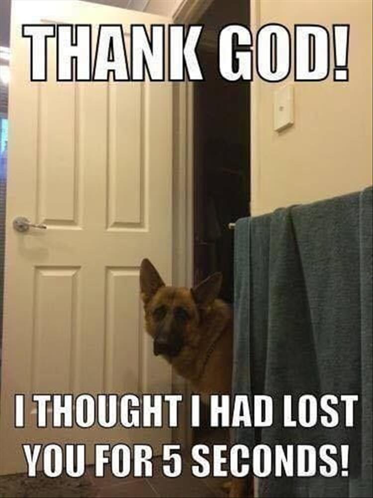 Top 25 Memes About Cats And Dogs You'll Love To Share 22