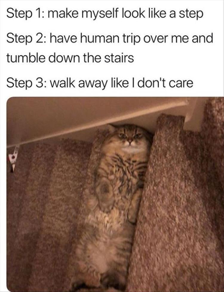 Top 25 Memes About Cats And Dogs You'll Love To Share 23
