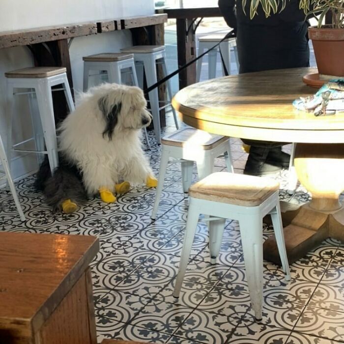 35 Funny And Adorable Dogs That Were Sneakily Photographed