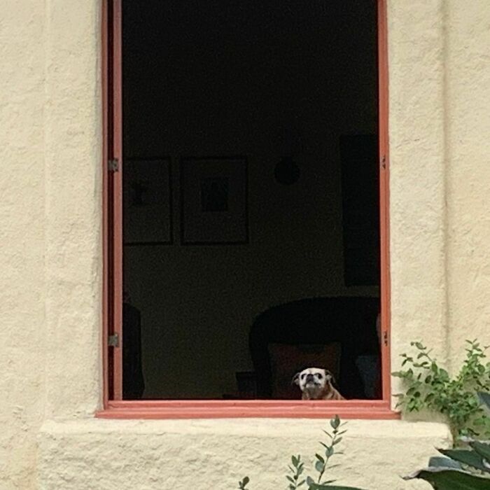 35 Funny And Adorable Dogs That Were Sneakily Photographed