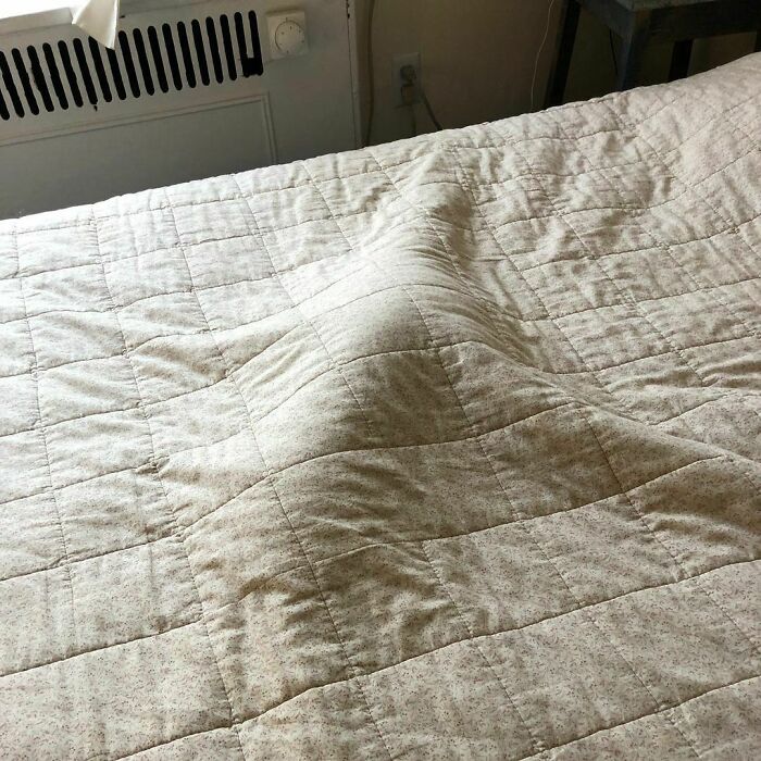35 Funny And Adorable Dogs That Were Sneakily Photographed