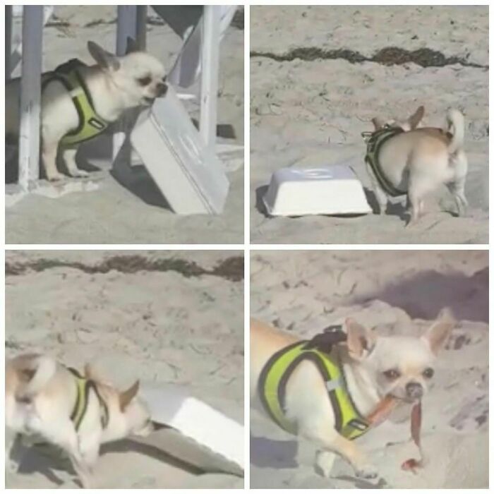35 Funny And Adorable Dogs That Were Sneakily Photographed