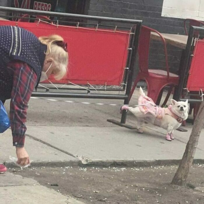 35 Funny And Adorable Dogs That Were Sneakily Photographed
