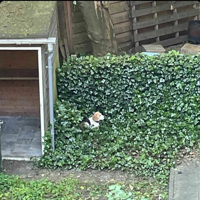 35 Funny And Adorable Dogs That Were Sneakily Photographed
