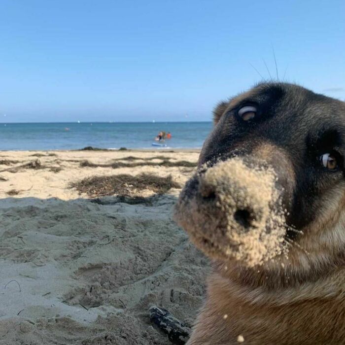 35 Funny And Adorable Dogs That Were Sneakily Photographed