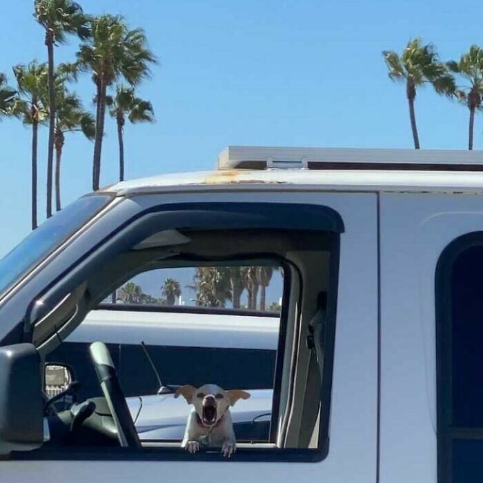35 Funny And Adorable Dogs That Were Sneakily Photographed