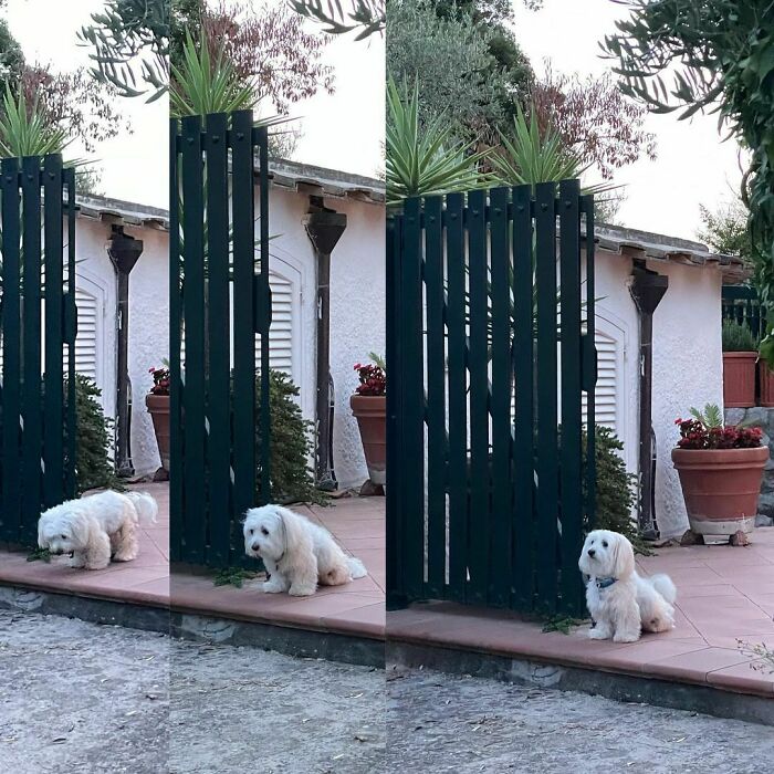 35 Funny And Adorable Dogs That Were Sneakily Photographed