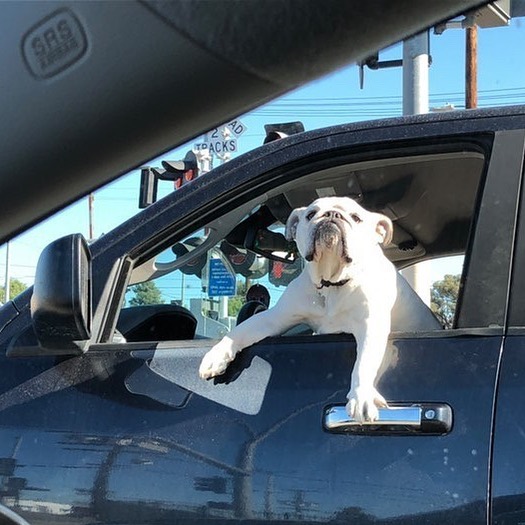 35 Funny And Adorable Dogs That Were Sneakily Photographed