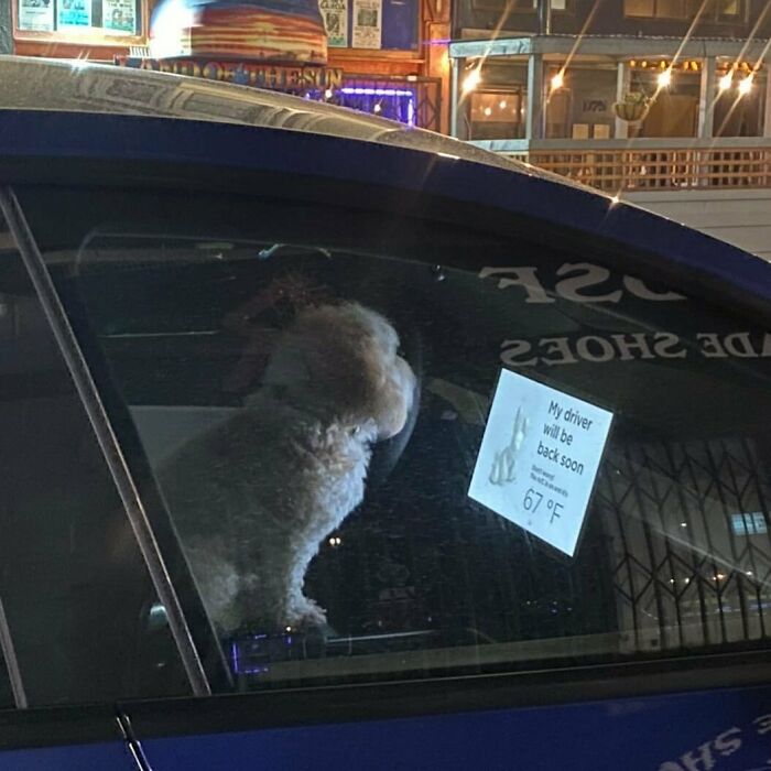 35 Funny And Adorable Dogs That Were Sneakily Photographed