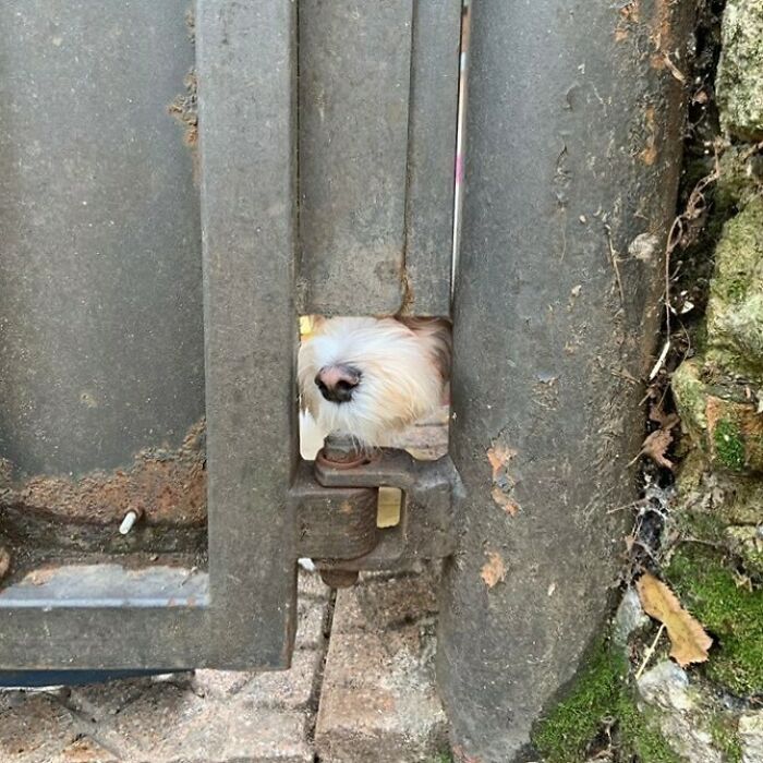 35 Funny And Adorable Dogs That Were Sneakily Photographed